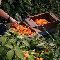 Mango Habanero